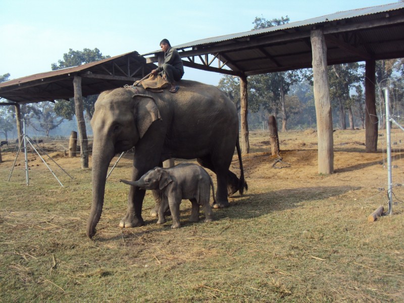 A közel kétmilliós tharu közösség fő tevékenysége az állattenyésztés és a földművelés, bár néhányan extrémebb szakmát választanak maguknak. A világhírű Chitwan Nemzeti Park területén élők például elmehetnek mahoutnak, azaz elefántsofőrnek. A mahout feladata, hogy az elefántot születésétől fogva engedelmességre és a különböző parancsok betartására nevelje, olykor durva eszközökkel is. Az idomított elefánt ezt követően napi két műszakban rója az utakat, hátán sofőrjével és a szafarizó turistákkal.